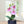 Small Pink Faux Orchid Fake Plants Indoor with Black Cement Pot, Handmade Center Table Decor 9in, 23cm by Accent Collection